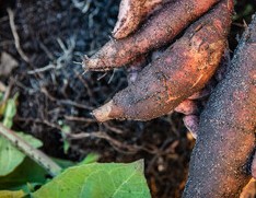 三里塚の野菜　腸の働きにヤーコン