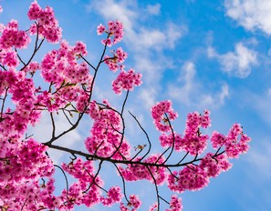 寒緋桜咲く沖縄から「はいさい、今日は」