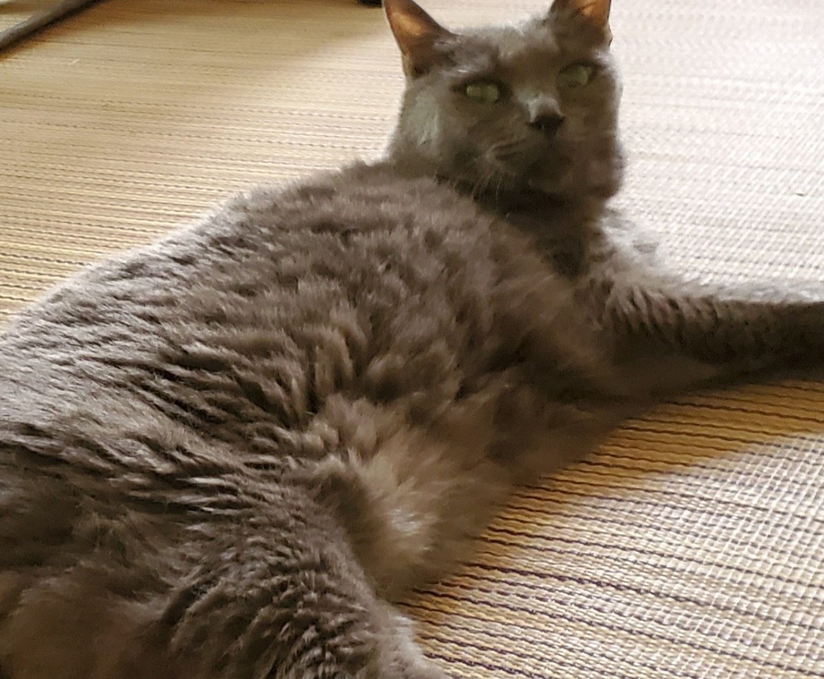 ＜閑話随想＞猫と人間、やさしい猫（下）猫の世話あれこれ