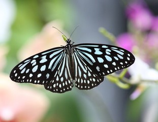 ウチナ―とヤマトを結ぶ＜２７＞辺野古の風に舞う蝶のように