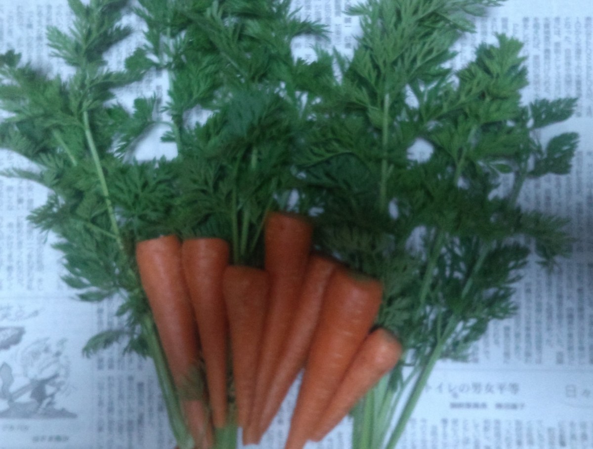 ＜三里塚の産直野菜＞柔らか「間引き」人参