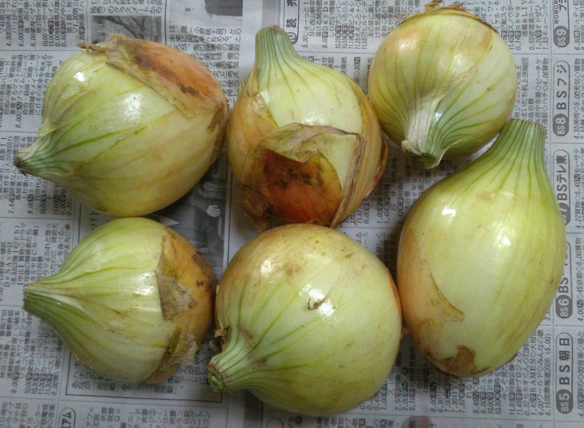 ＜三里塚から産直野菜＞美味しそうな新玉ねぎ