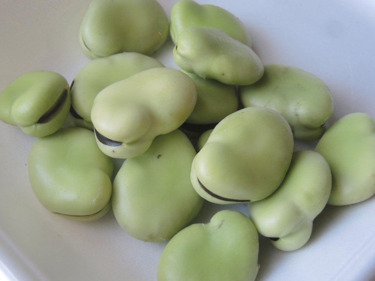 ＜三里塚から産直野菜＞初夏の味、そら豆