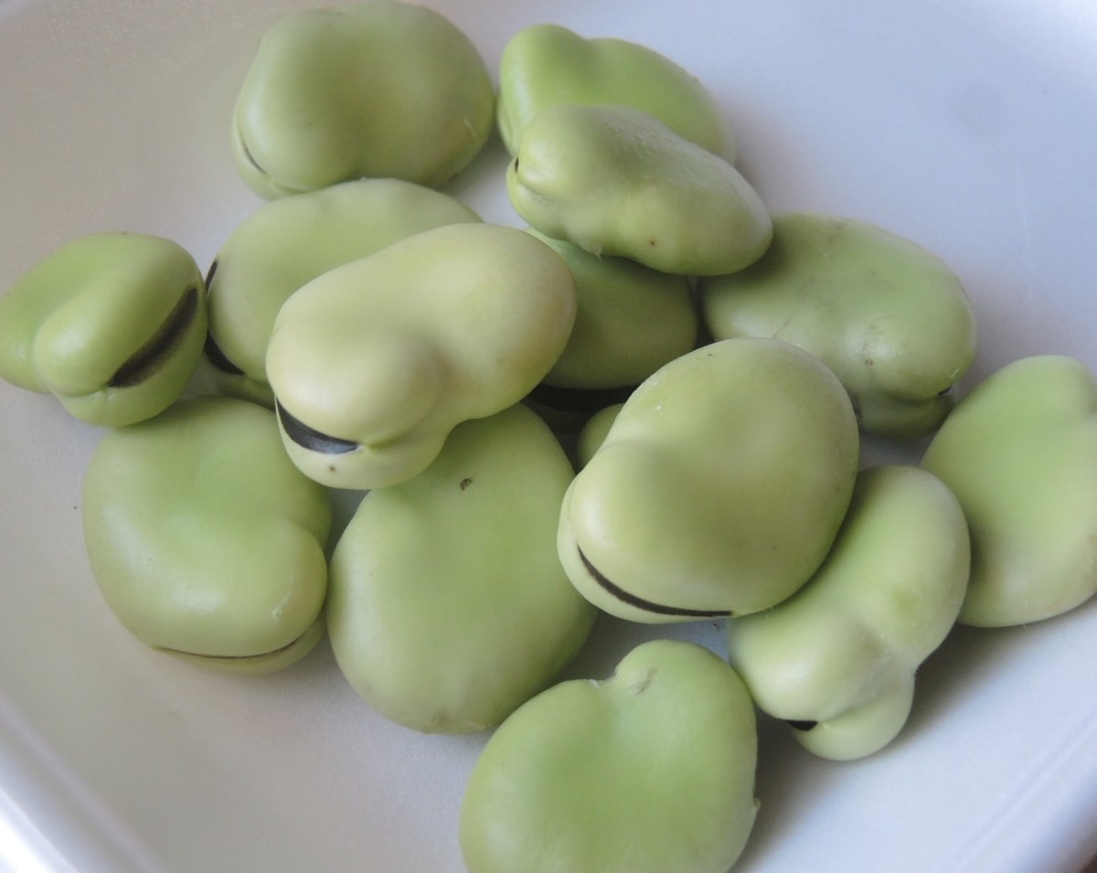 ＜三里塚から産直野菜＞初夏の味、そら豆
