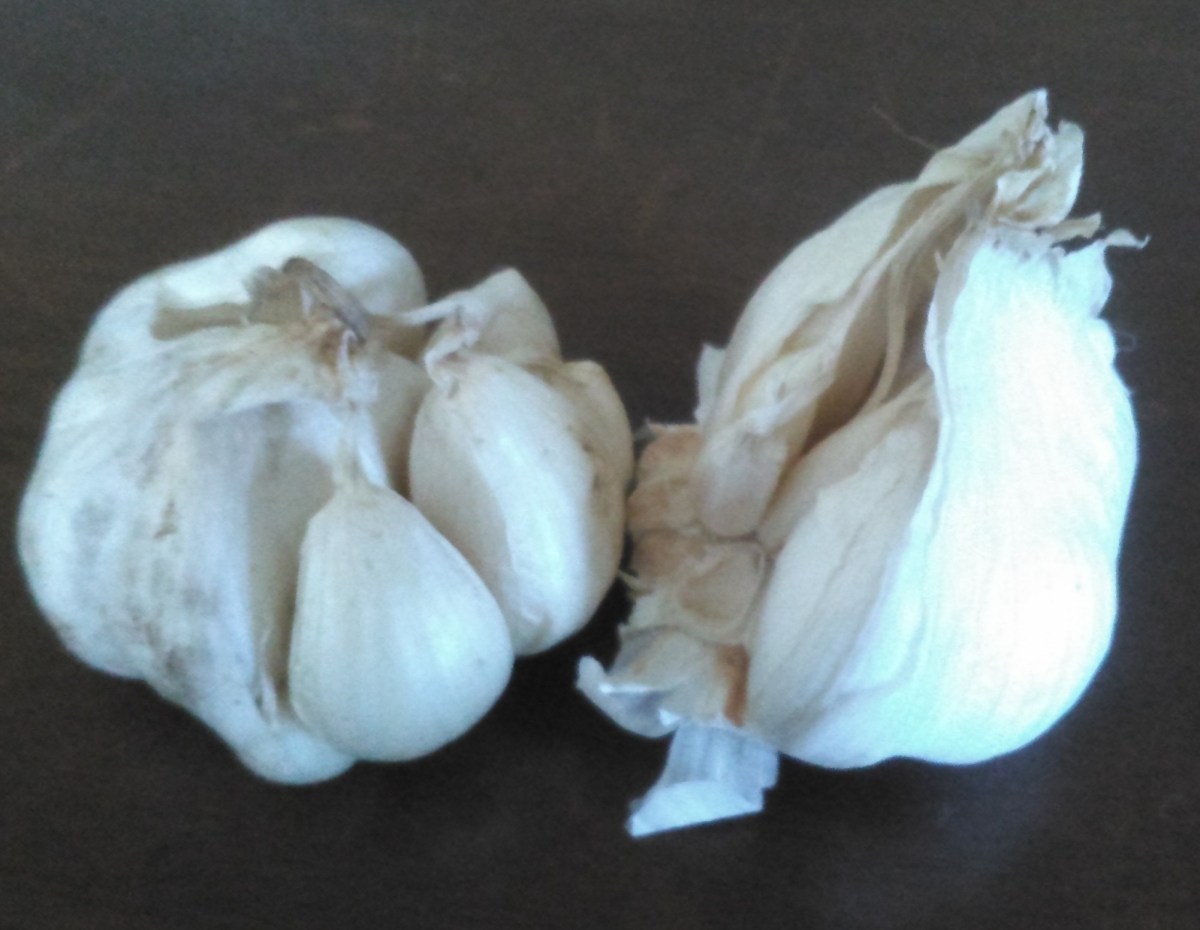 ＜三里塚から産直野菜＞夏ばて防止に、ニンニク！